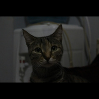 Tekir Kedi, Kedi  Duman fotoğrafı