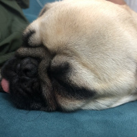 Pug, Köpek  Dodo fotoğrafı