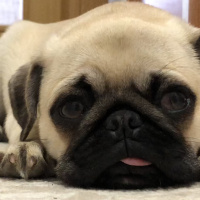Pug, Köpek  Dodo fotoğrafı