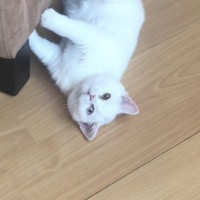 British Shorthair, Kedi  Pamuk fotoğrafı
