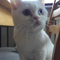 British Shorthair, Kedi  Pamuk fotoğrafı