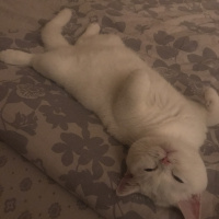 British Shorthair, Kedi  Pamuk fotoğrafı