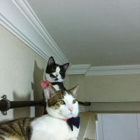 Tekir Kedi, Kedi  Yasu fotoğrafı