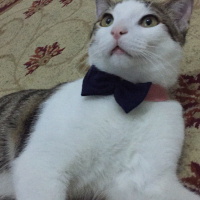 Tekir Kedi, Kedi  Yasu fotoğrafı