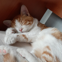 Sarman, Kedi  Helios fotoğrafı