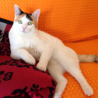 Tekir Kedi, Kedi  Thebo fotoğrafı