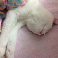 Tekir Kedi, Kedi  Thebo fotoğrafı