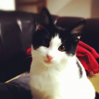 Tekir Kedi, Kedi  Shelly fotoğrafı