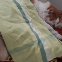 Ankara Kedisi, Kedi  Hinata fotoğrafı