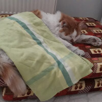 Ankara Kedisi, Kedi  Hinata fotoğrafı