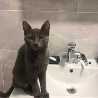 Mavi Rus, Kedi  LILY fotoğrafı