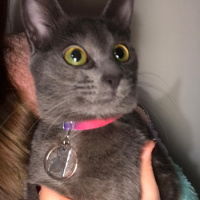 Mavi Rus, Kedi  LILY fotoğrafı