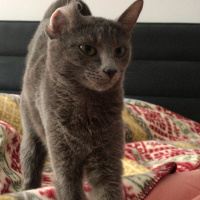 Mavi Rus, Kedi  LILY fotoğrafı