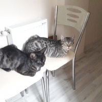 Tekir Kedi, Kedi  KÜÇÜK DUMAN fotoğrafı