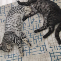 Tekir Kedi, Kedi  KÜÇÜK DUMAN fotoğrafı