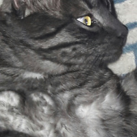Tekir Kedi, Kedi  KÜÇÜK DUMAN fotoğrafı