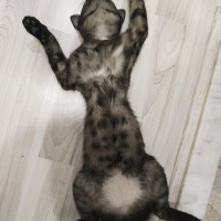 Tekir Kedi, Kedi  KÜÇÜK DUMAN fotoğrafı