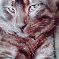 Tekir Kedi, Kedi  KÜÇÜK DUMAN fotoğrafı