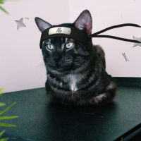 Tekir Kedi, Kedi  KÜÇÜK DUMAN fotoğrafı