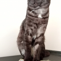 Tekir Kedi, Kedi  KÜÇÜK DUMAN fotoğrafı