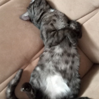 Tekir Kedi, Kedi  KÜÇÜK DUMAN fotoğrafı