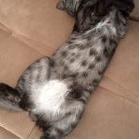 Tekir Kedi, Kedi  KÜÇÜK DUMAN fotoğrafı