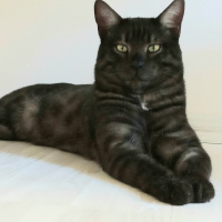 Tekir Kedi, Kedi  KÜÇÜK DUMAN fotoğrafı