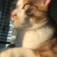Sarman, Kedi  carlos fotoğrafı