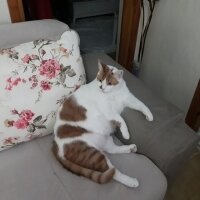 Siyam Kedisi, Kedi  Badi fotoğrafı