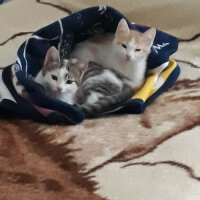 Tekir Kedi, Kedi  Işık fotoğrafı