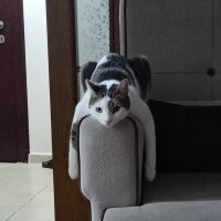 Tekir Kedi, Kedi  Işık fotoğrafı