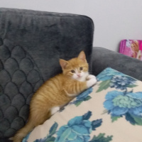 Tekir Kedi, Kedi  Pirenses fotoğrafı