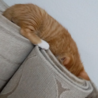 Tekir Kedi, Kedi  Pirenses fotoğrafı