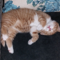 Tekir Kedi, Kedi  Pirenses fotoğrafı