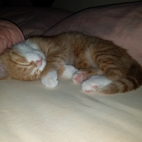 Tekir Kedi, Kedi  Pirenses fotoğrafı