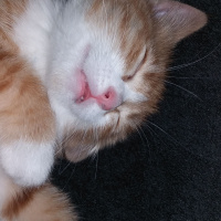 Tekir Kedi, Kedi  Pirenses fotoğrafı