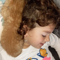 Tekir Kedi, Kedi  Pirenses fotoğrafı