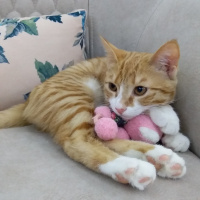 Tekir Kedi, Kedi  Pirenses fotoğrafı