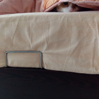 Tekir Kedi, Kedi  Pirenses fotoğrafı