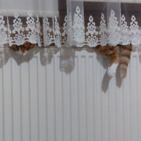 Tekir Kedi, Kedi  Pirenses fotoğrafı