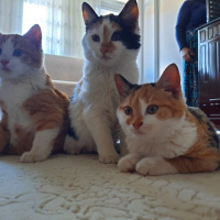 Tekir Kedi, Kedi  Pirenses fotoğrafı