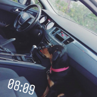 Doberman Pinscher, Köpek  Zeyna fotoğrafı