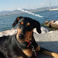 Doberman Pinscher, Köpek  Zeyna fotoğrafı