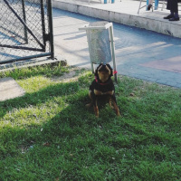 Doberman Pinscher, Köpek  Zeyna fotoğrafı