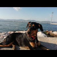 Doberman Pinscher, Köpek  Zeyna fotoğrafı