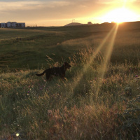 Alman Çoban Köpeği, Köpek  Moana fotoğrafı