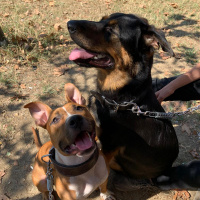 Amerikan Staffordshire Terrier, Köpek  Corona fotoğrafı