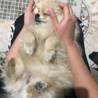 Pomeranyalı, Köpek  MAYA fotoğrafı