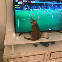 Sarman, Kedi  Tarçın fotoğrafı