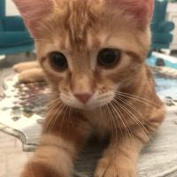 Sarman, Kedi  Tarçın fotoğrafı